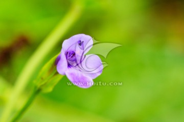 紫色花朵