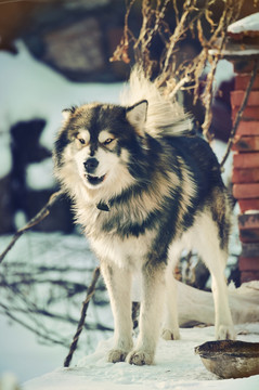 西伯利亚雪橇犬