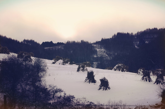 松岭雪村雪松