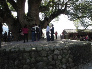 婺源严田村头千年古樟树