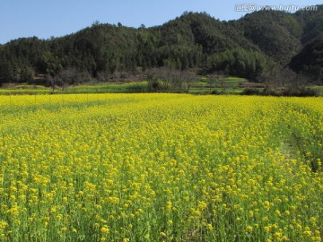 婺源嚴田 遠山油菜花