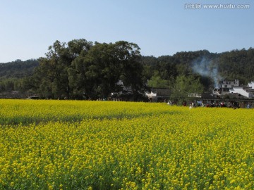 婺源严田古村落 油菜花