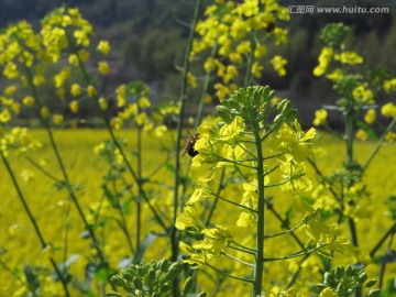油菜花