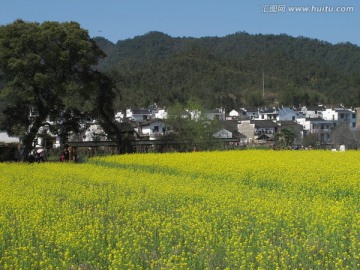 婺源 严田村 油菜花海