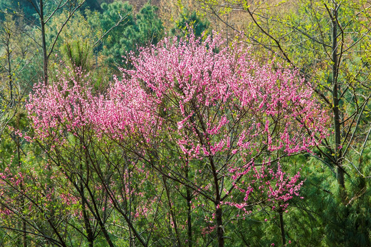 桃花朵朵开