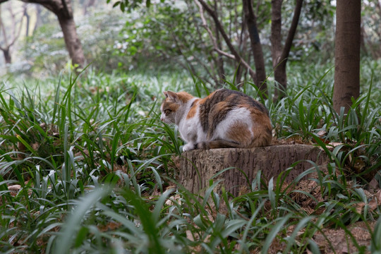 树桩上的猫儿