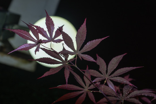 鸡爪枫 夜景