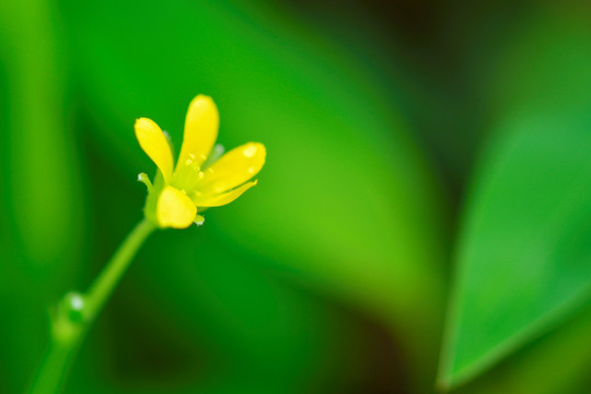 黄花酢浆草