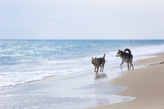 沙滩上奔跑的两只狗