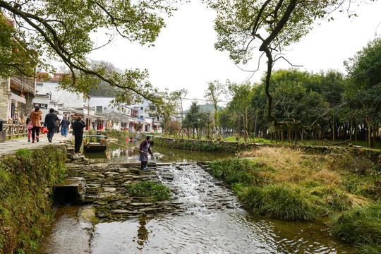 婺源李坑 榕树