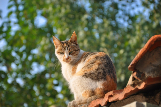 黄猫