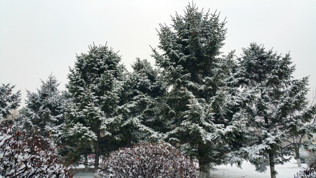 冬天雪后的松树林