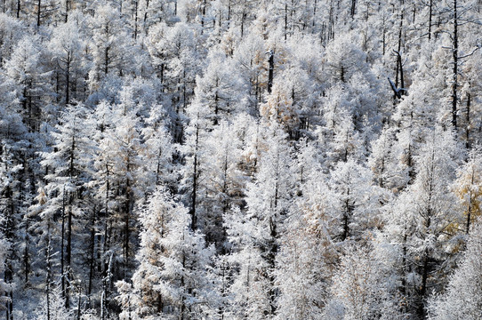 雪松