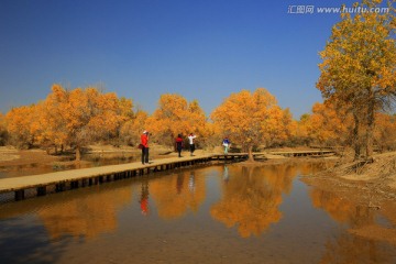 胡杨林