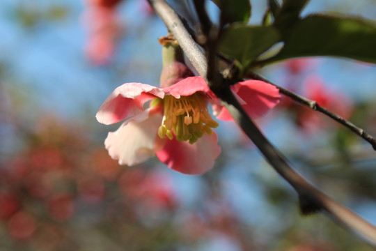 花卉 桃花 杏花