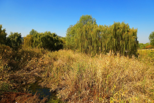 芦苇荡 湿地公园