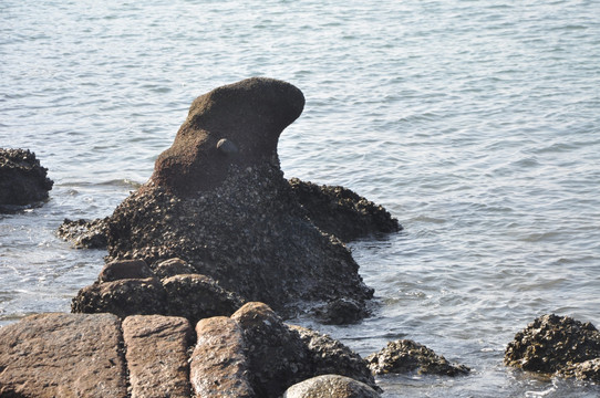 海狮