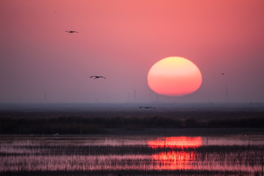 湿地夕阳 倒影 飞翔的东方白鹳