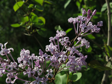 丁香花 紫丁香