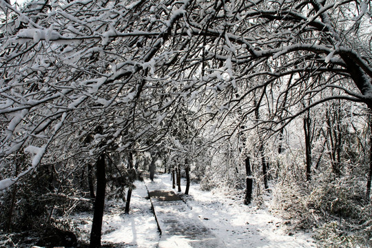 雪景 树林