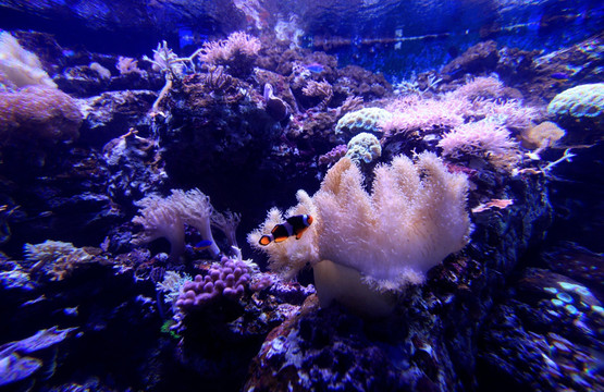 海底珊瑚和生物