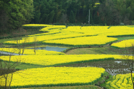 婺源油菜花