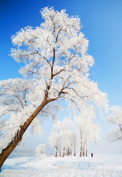 雾凇岛雪景