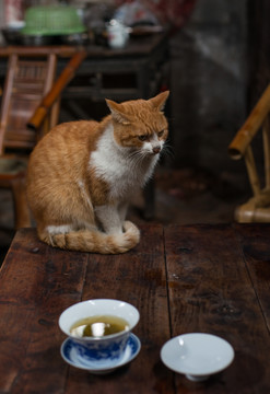 成都老茶馆 猫