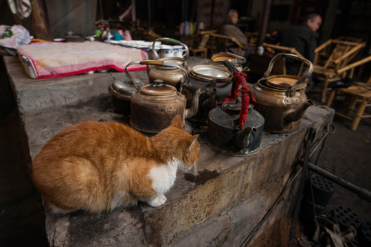 成都老茶馆 猫