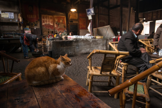 成都老茶馆 猫