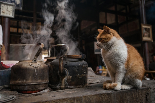 成都老茶馆 猫