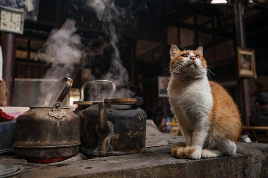 成都老茶馆 猫