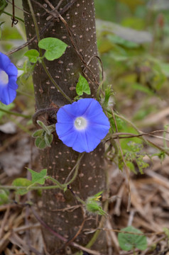 牵牛花