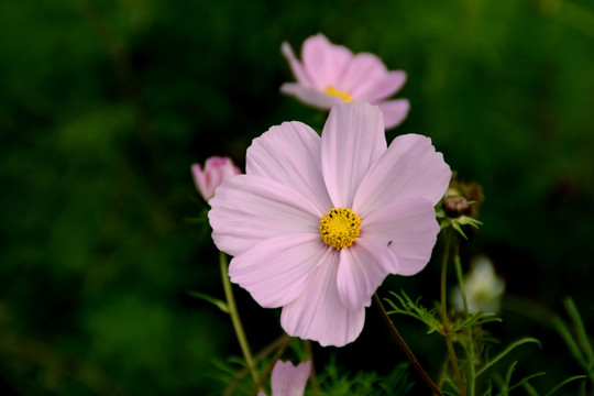 秋英花