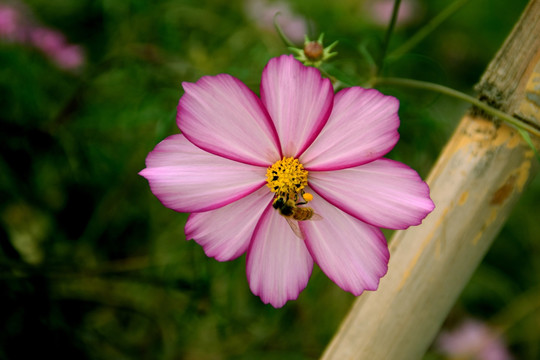 秋英花