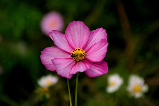 秋英花