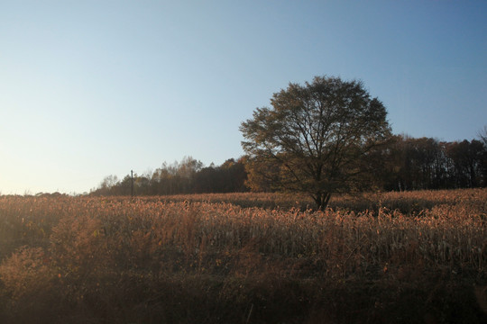 吉林长白山旷野