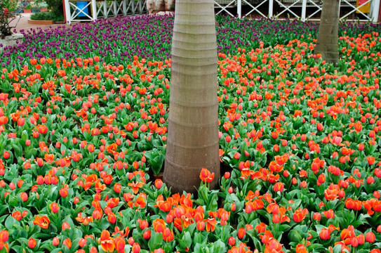 郁金香花园