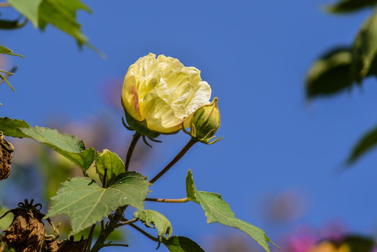 芙蓉