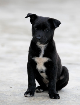 中华田园犬 土狗