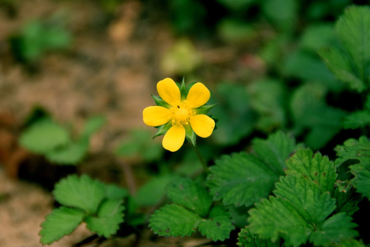 花