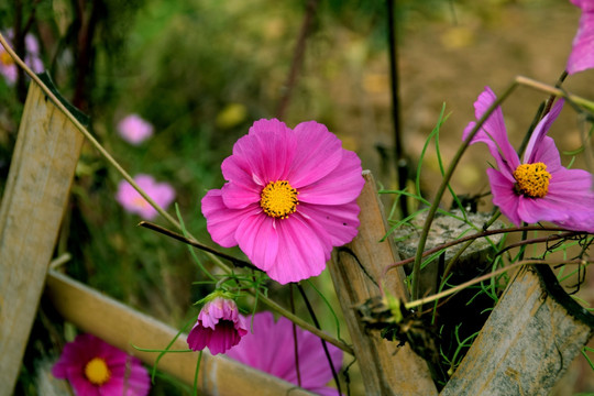 秋英花