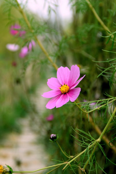 秋英花