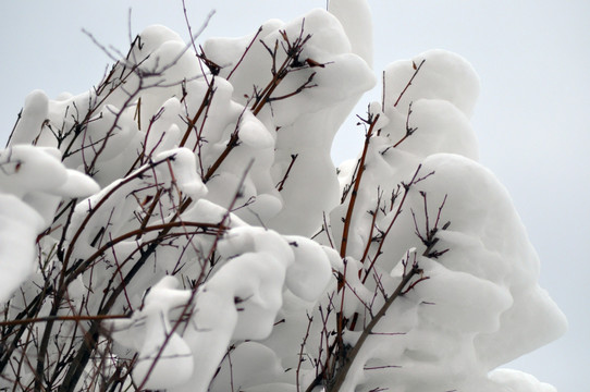 冬雪