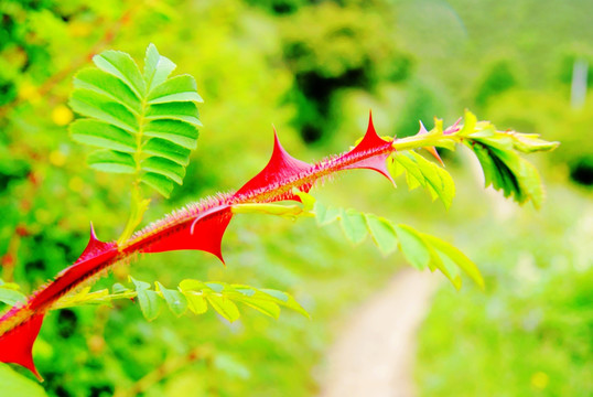 玫瑰花刺