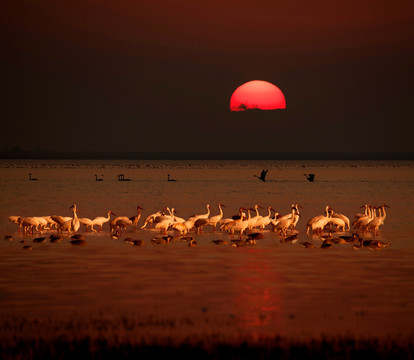 白鹤 鸟 鄱阳湖 湿地 生态