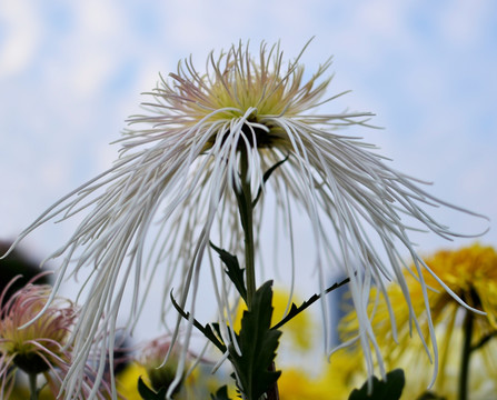 菊花灿烂盛开