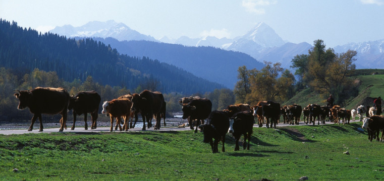 秋季转场的牛群