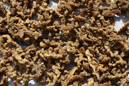 九華山特產(chǎn)黃精