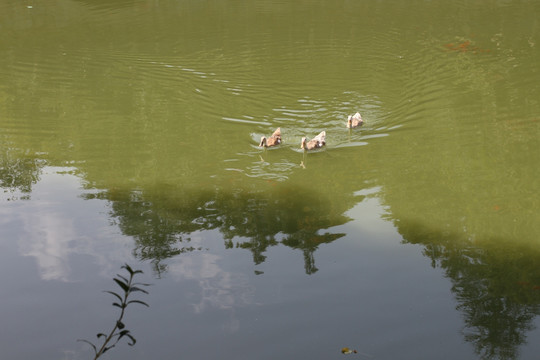 池塘中的水鸭